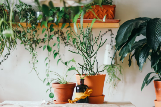 plant
